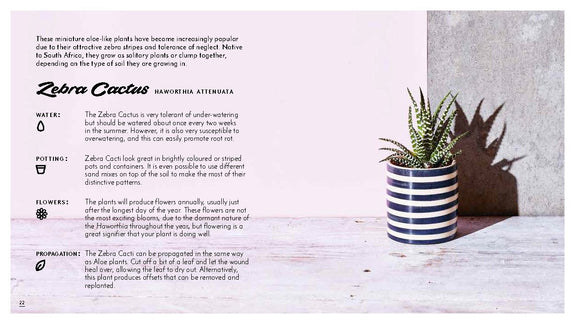 Little Book of Cacti and Other Succulents