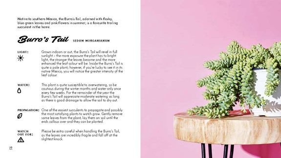 Little Book of Cacti and Other Succulents