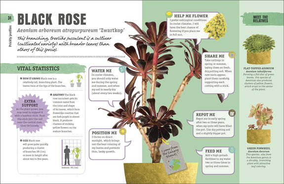 Happy Cactus: Cacti, Succulents, and More