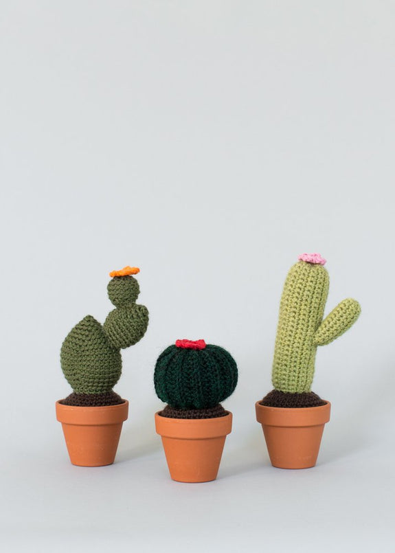 Globe Cactus